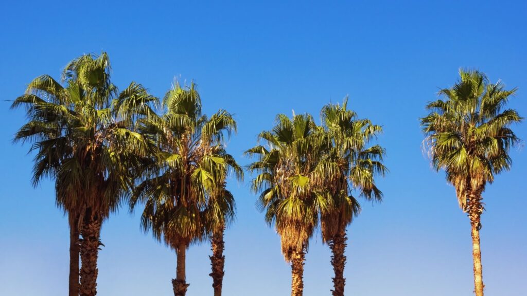 Planting A California Fan Palm